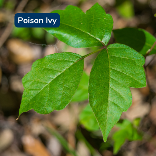 Poison Ivy