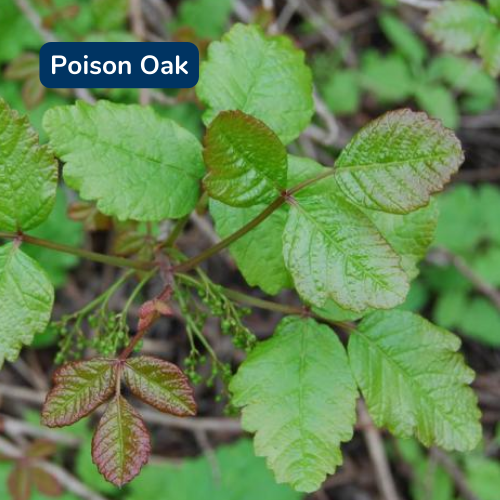 Poison Oak